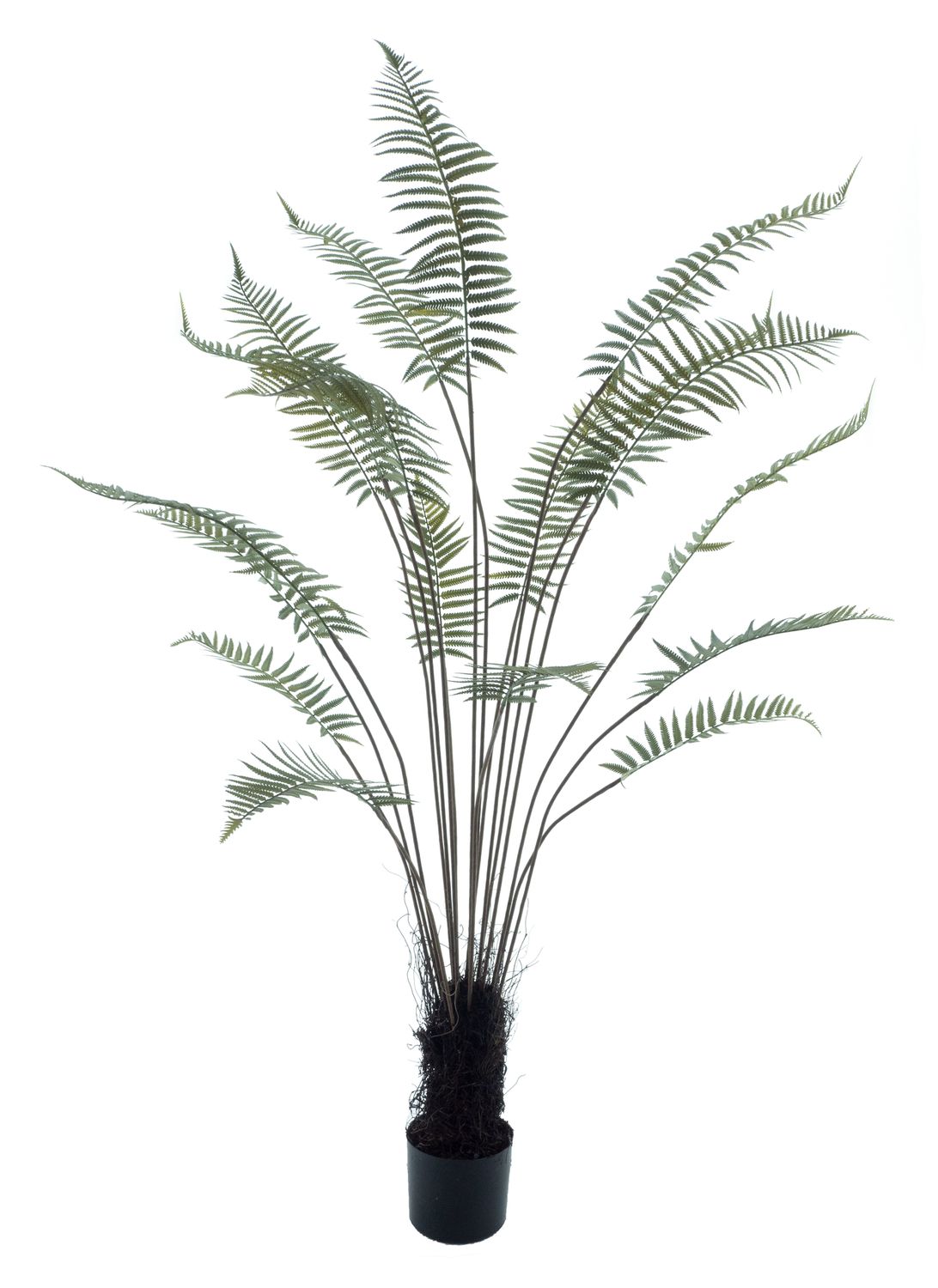 Fern tree in pot green 180cm