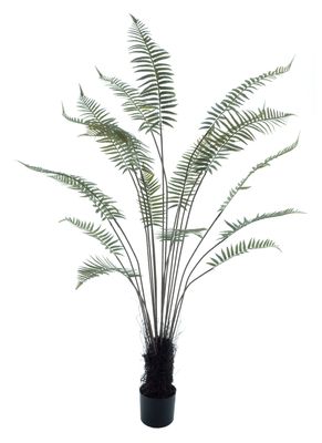 Fern tree in pot green 180cm