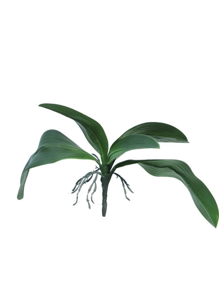 Orchid Leaves &amp; Roots groen 35cm