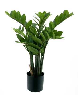 Zamioculcas in pot green 60cm