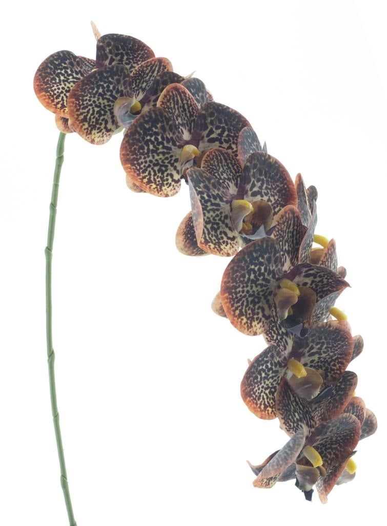 Phalaenopsis Spray RT Bensa Orange/Brown 111 cm