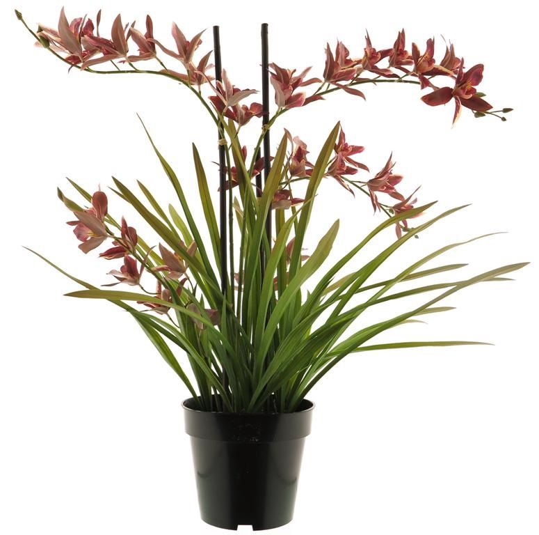 Meadow orchid plant w/pot red 71cm