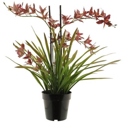 Meadow orchid plant w/pot red 71cm