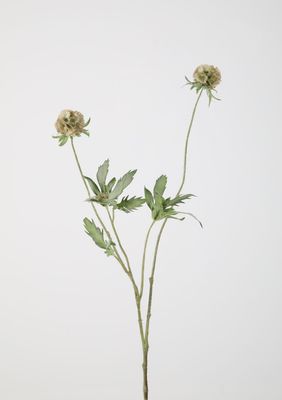 Scabiosa Spray wit/groen 88cm
