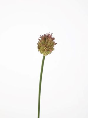 Allium Stem 70cm