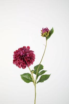 Dahlia Hillcrest Spray 69cm
