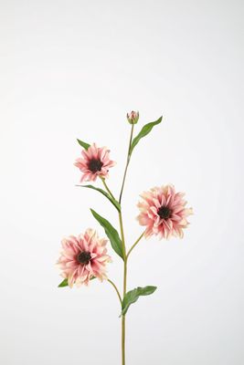 Black Eyed Susan 82cm