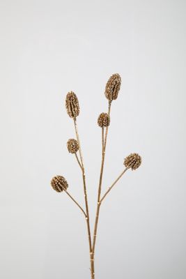 Gomphrena Spray 55cm