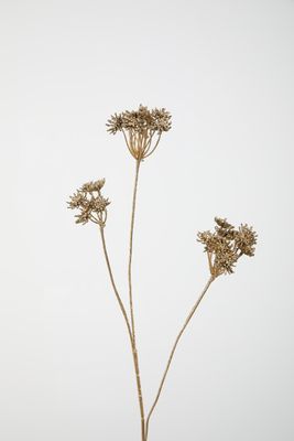 Queen Anne's Lace 64cm