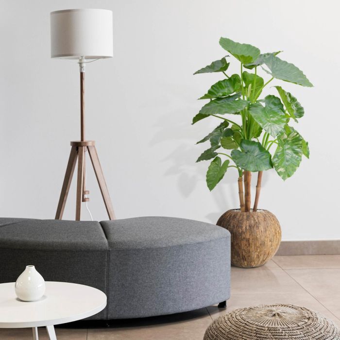 Alocasia Calidora Deluxe H125