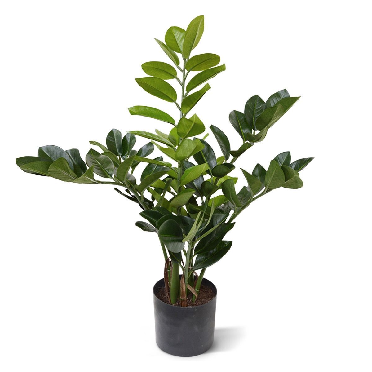 Zamioculcas kunstplant 55cm