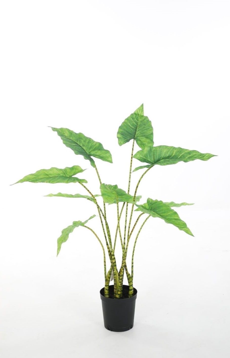 Alocasia Zebrina 85cm