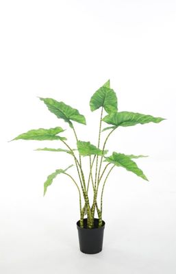 Alocasia Zebrina 85cm