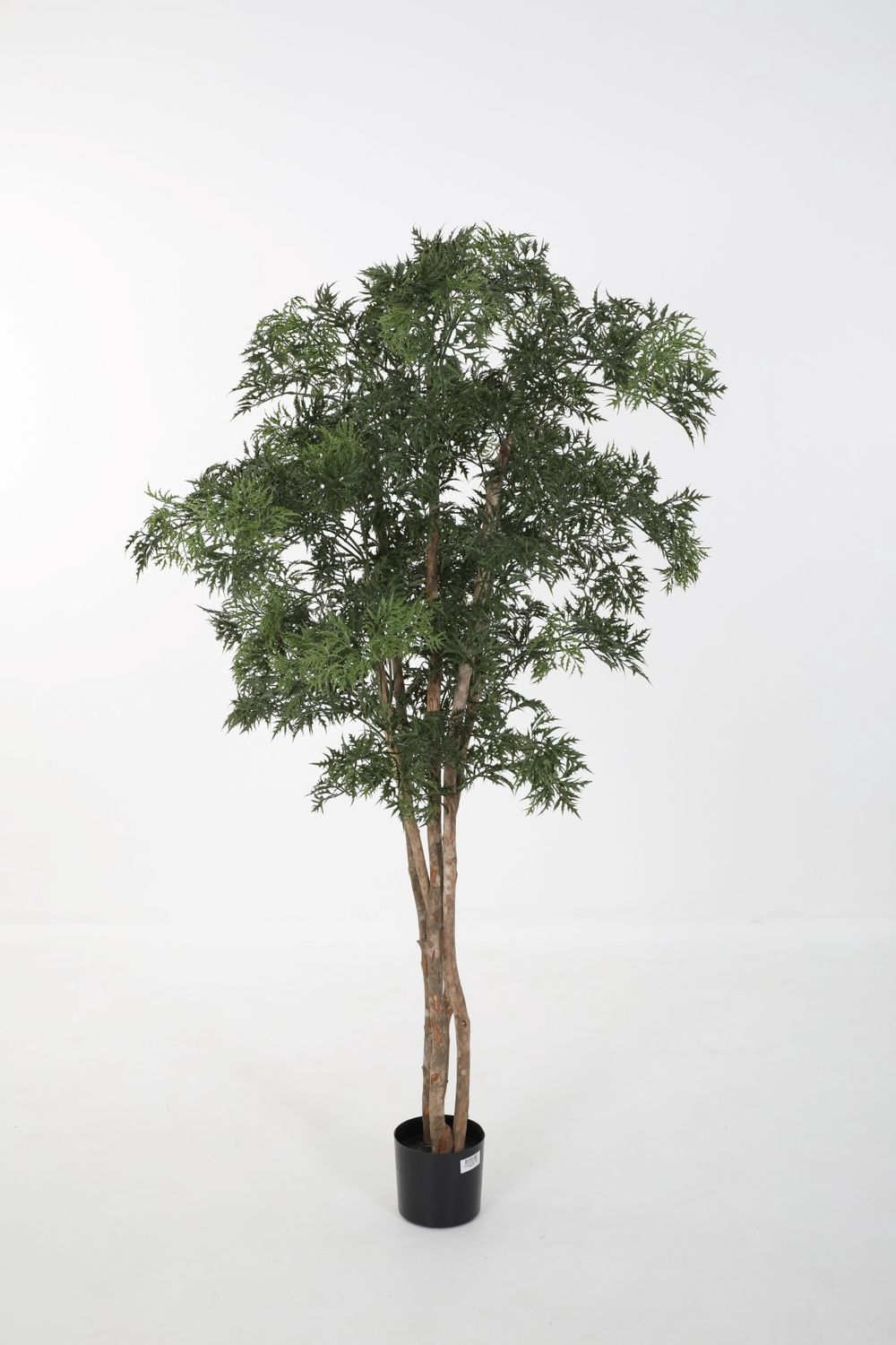 Aralia Tree 180cm *LCP
