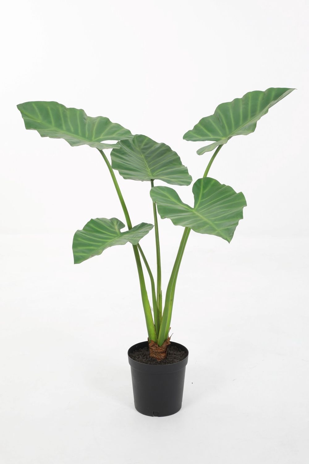 Alocasia Groen H120