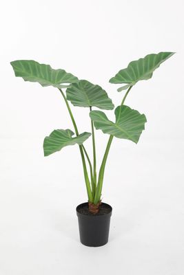 Alocasia Groen H120