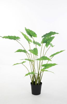 Alocasia Zebrina 110cm