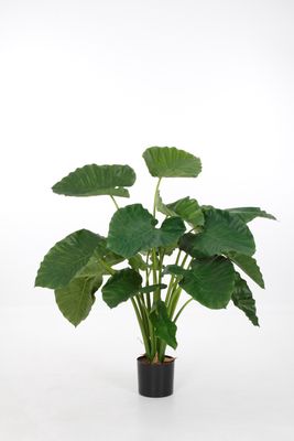 Alocasia Dark Green H 120