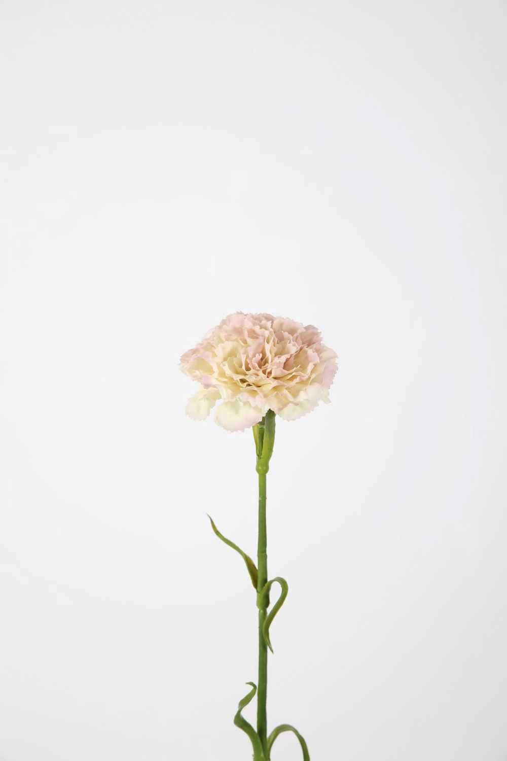 Carnation 53cm