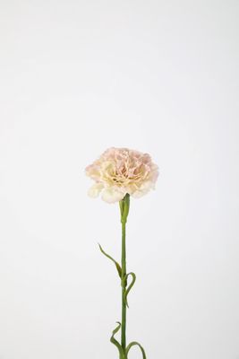 Carnation 53cm