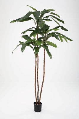 Cordyline Tree H210