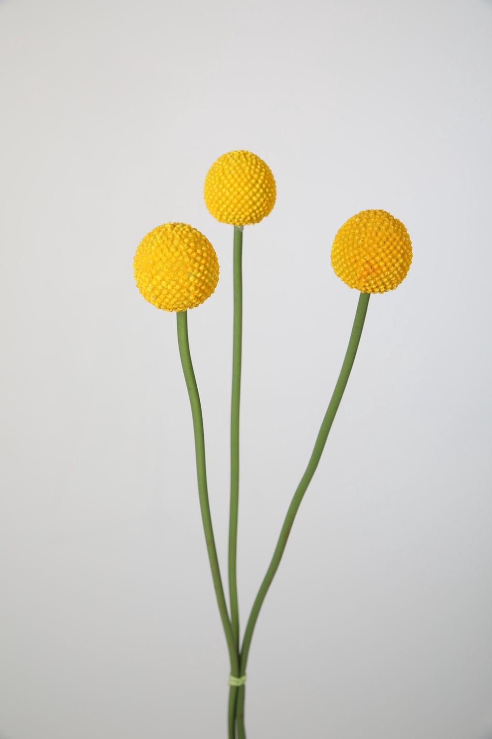 Craspedia Spray geel 55cm