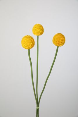 Craspedia Spray geel 55cm