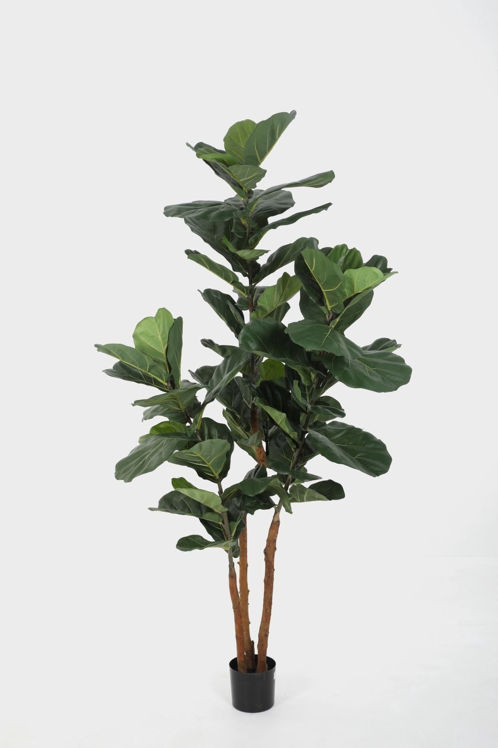 Ficus Lyrata