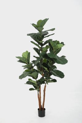 Ficus Lyrata