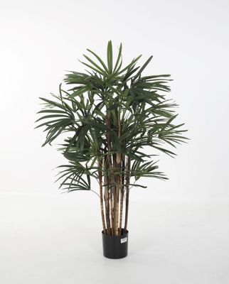 Honey Lady Palm 100 cm