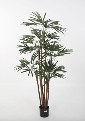 Honey Lady Palm 145cm