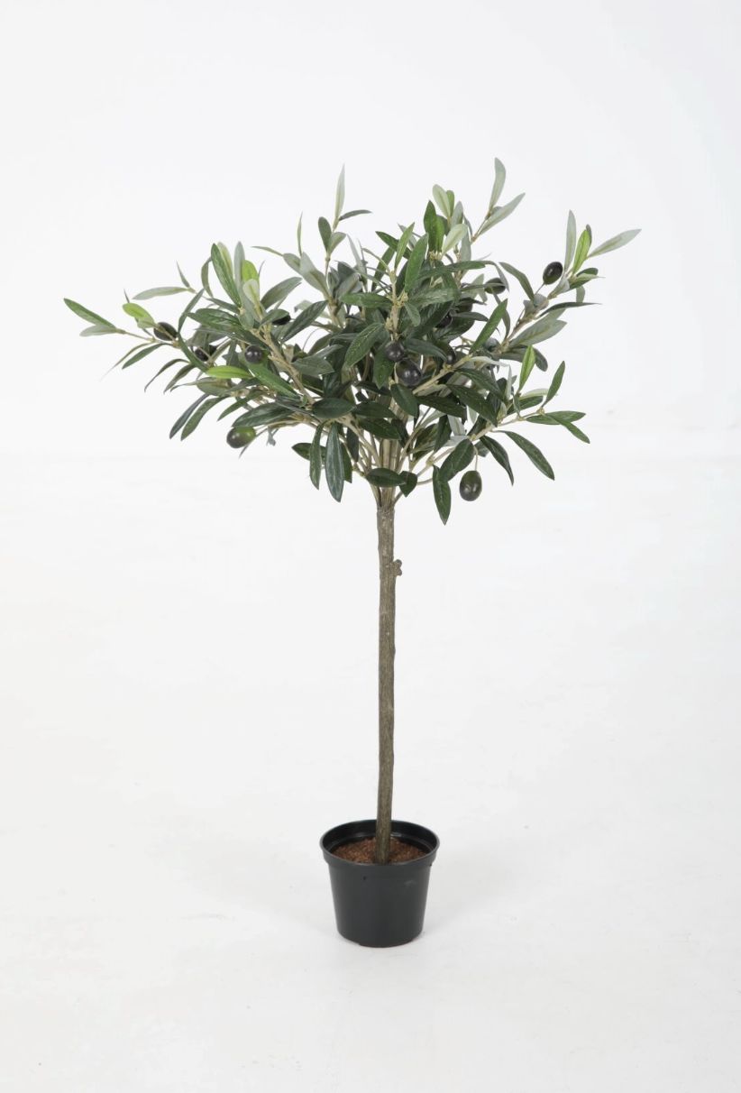 Olive Tree 65cm