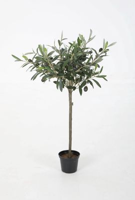 Olive Tree 65cm