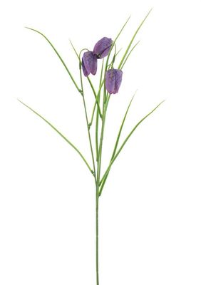 Fritillaria Spray paars 50cm