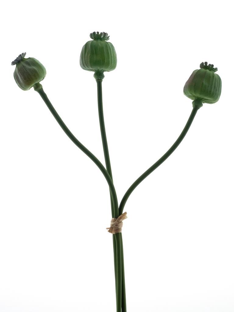 Poppy Fruit Spray groen 55cm