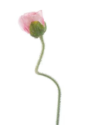 Poppy spray Ilse pink 69cm