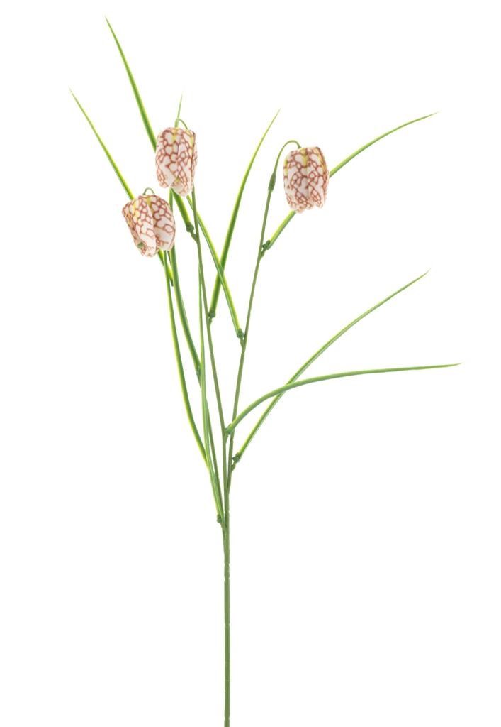 Fritillaria spray pink 50cm