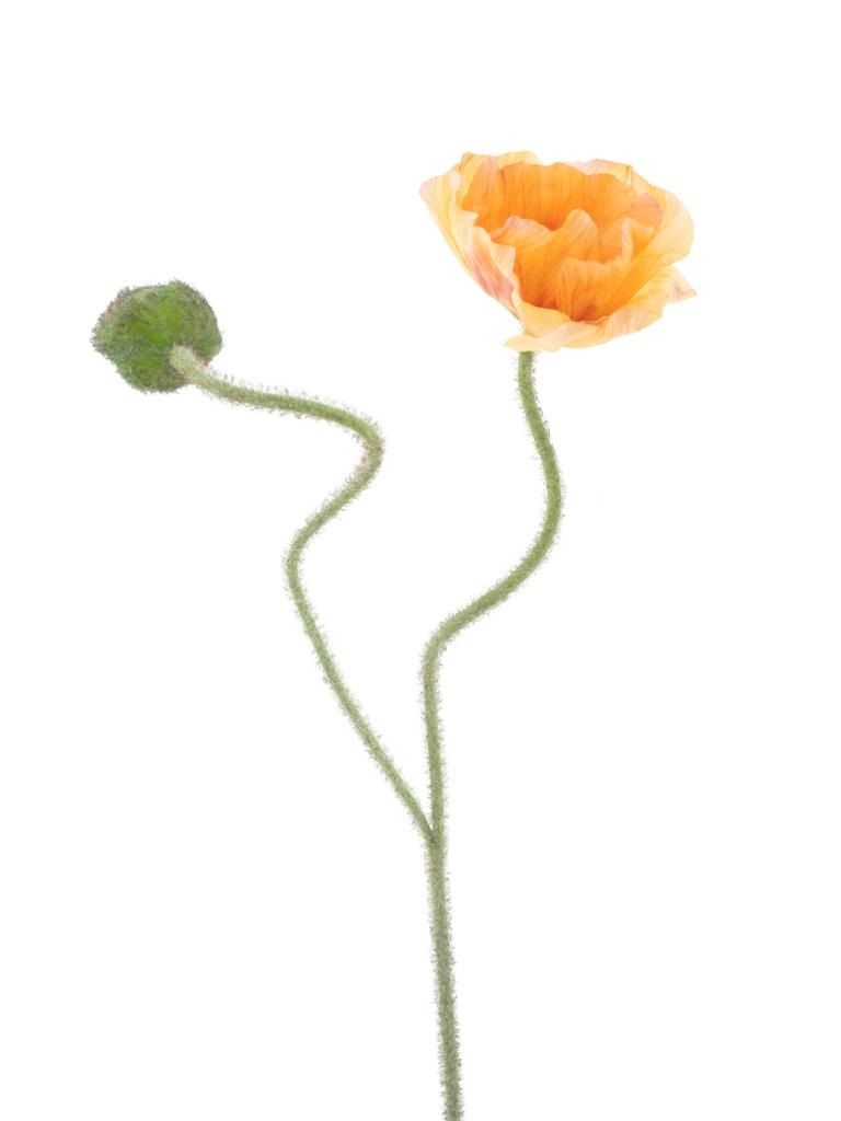 Poppy spray Ilse peach 81cm