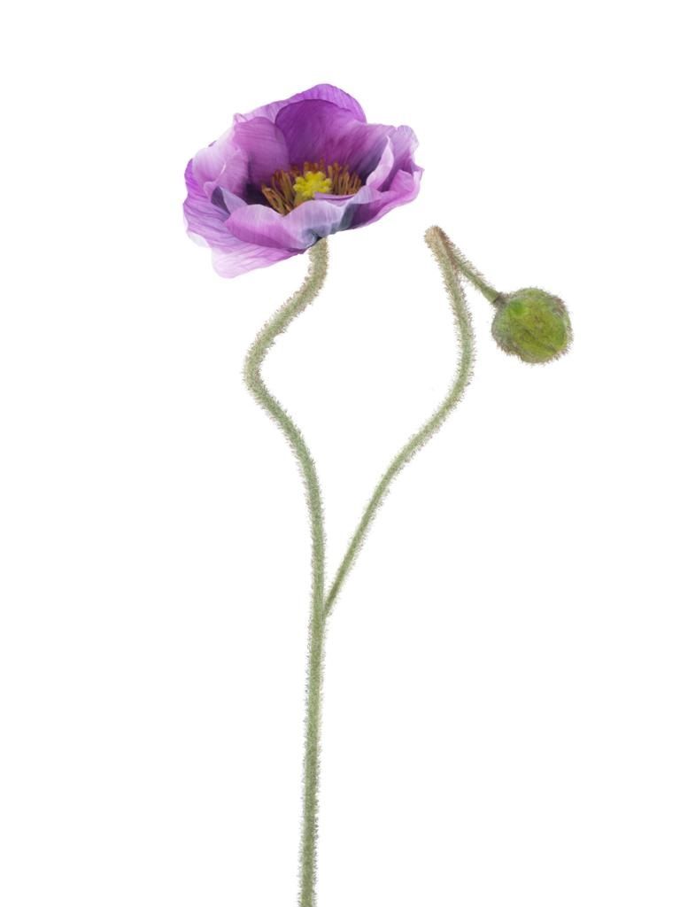 Poppy spray Ilse purple 81cm