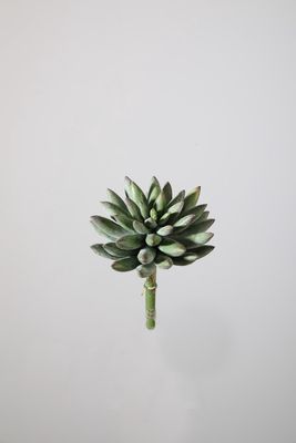Succulent groen 18cm