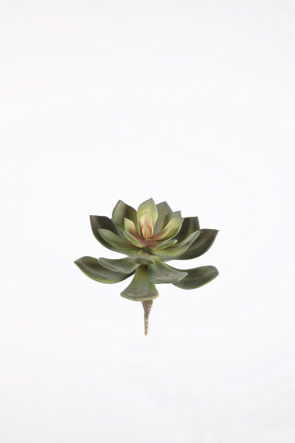 Echeveria Pick groen 18cm