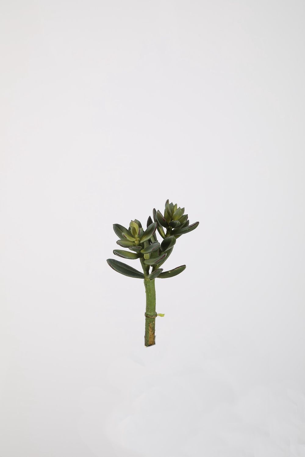 Sedum Pick groen 13cm