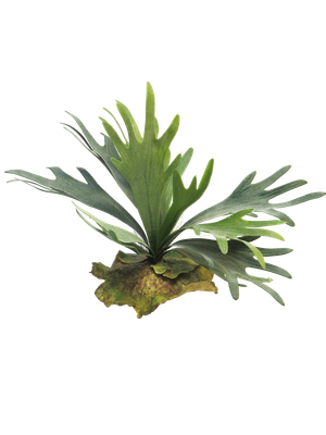 Hertshoorn Kunst Groen 27cm