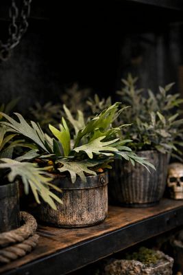 Kant-en-Klare Plantencombinaties