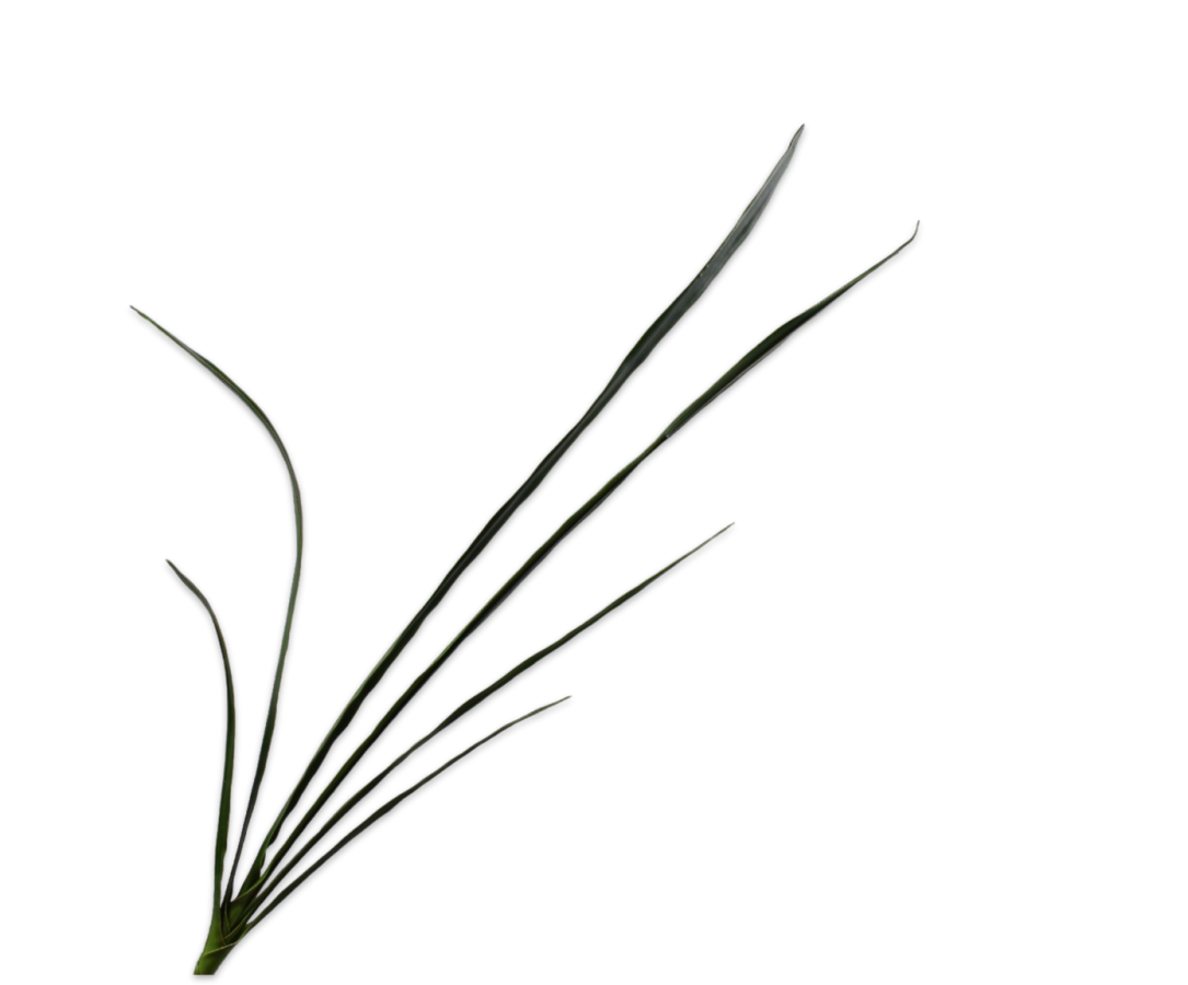 Cymbidium Bush groen 97cm