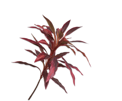Cordyline Tak rood 140cm