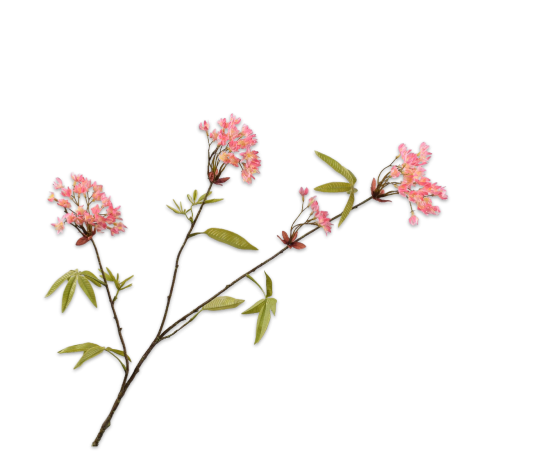 Esdoorn Tak roze 88cm