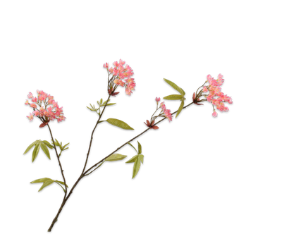 Esdoorn Tak roze 88cm