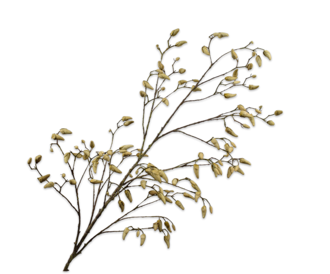 Magnolia tak groen/grijs 184cm