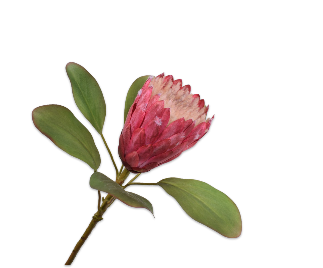Protea Steel roze 70cm